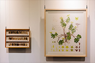 식물학자 씨앗, 발견하다 이미지02