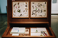 식물학자 씨앗, 발견하다 이미지03