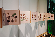 식물학자 씨앗, 발견하다 이미지05